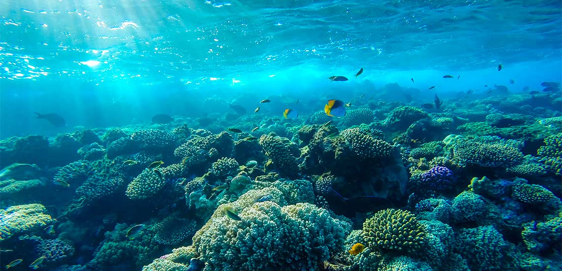Tropiske fisker svømmer ved et korallrev